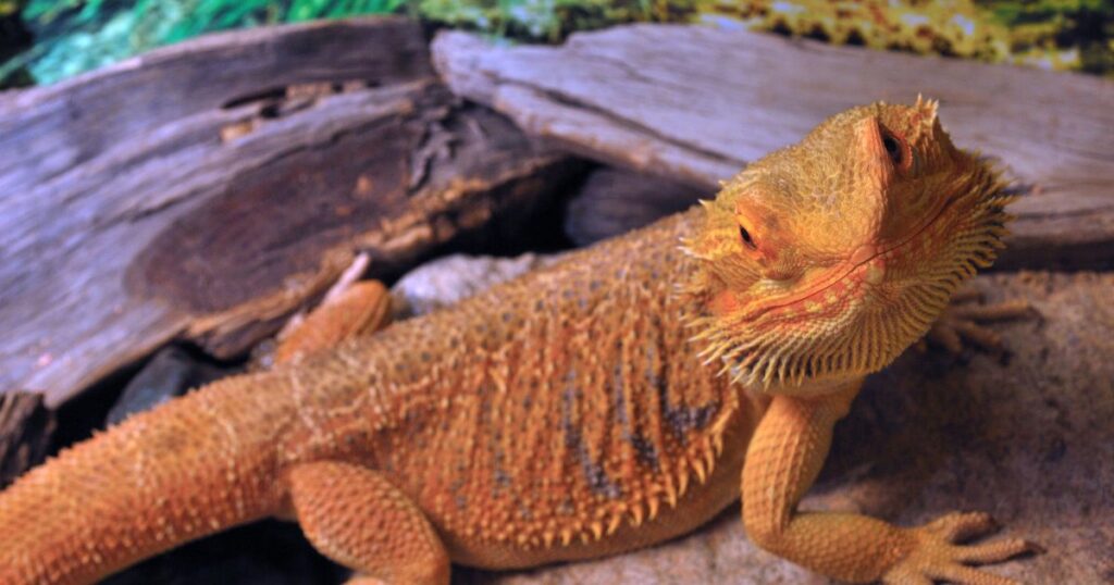 Should Bearded Dragons Eat Mealworms?