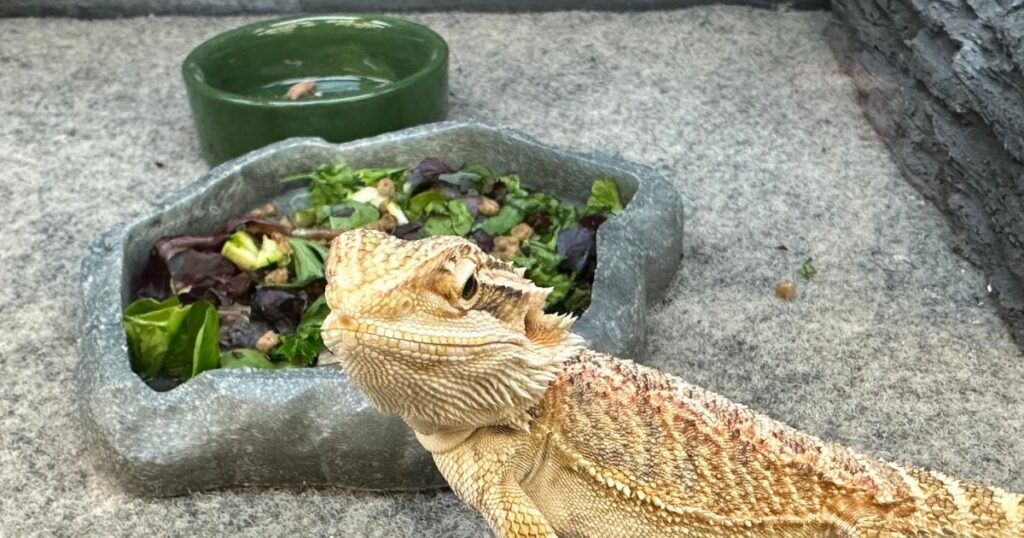 Bearded Dragon's Health and Wellness