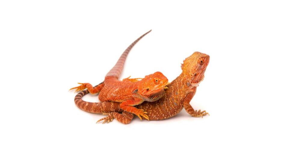 Seasonal Variations in Bearded Dragon Diet