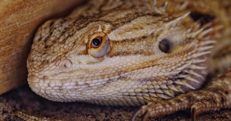 Top 9 Best Bearded Dragon Substrates