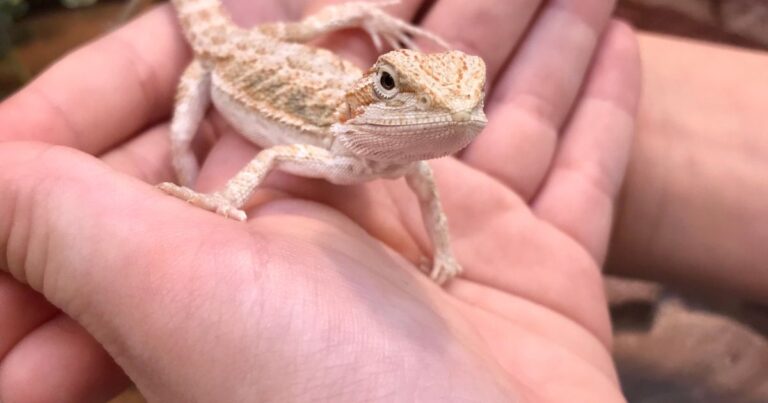 Gentle Grasp: How to Handle a Bearded Dragon