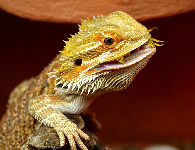 Journey Down Under: The Australian Roots of Bearded Dragons