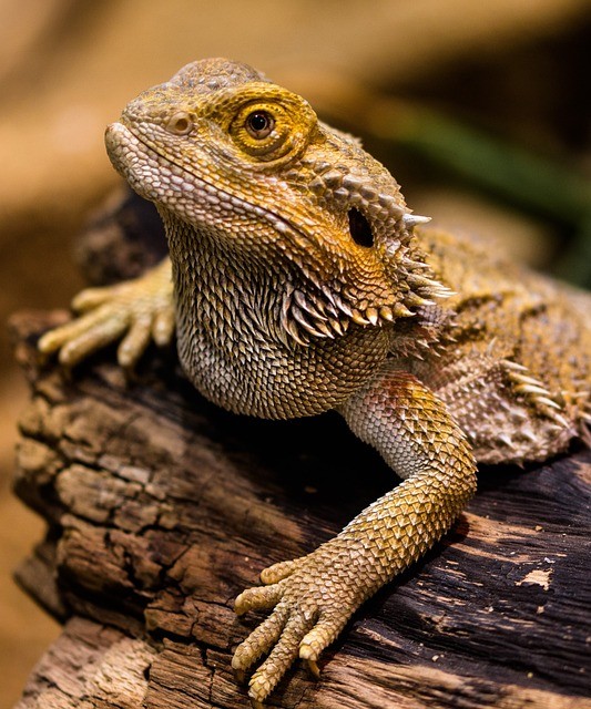 The Australian Roots of Bearded Dragons3