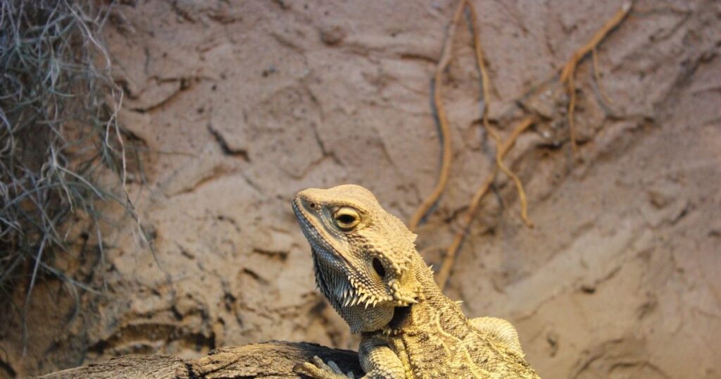 Bearded Dragon Facts