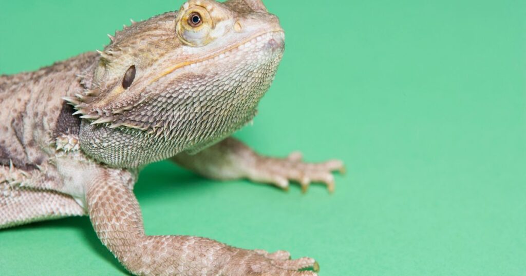 Bearded Dragon Facts