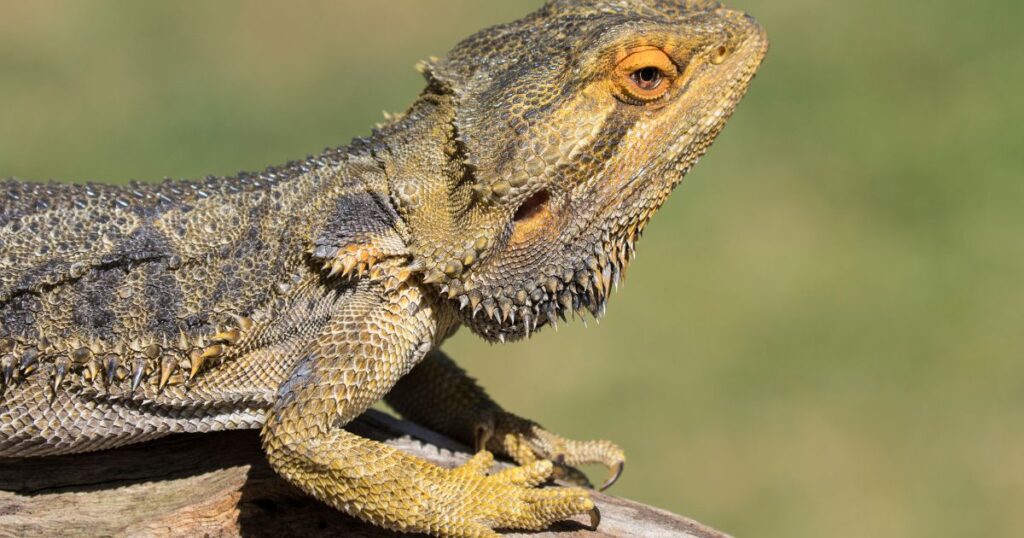 Bearded Dragon's Health and Wellness