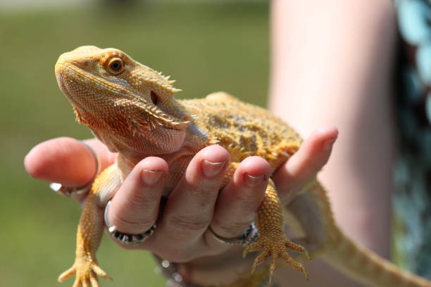 Bearded Dragon Art: A Creative Journey with Emily Schepers