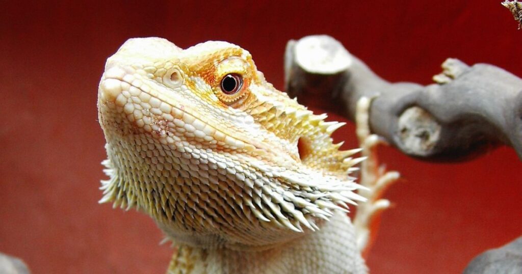 Seasonal Variations in Bearded Dragon Diet