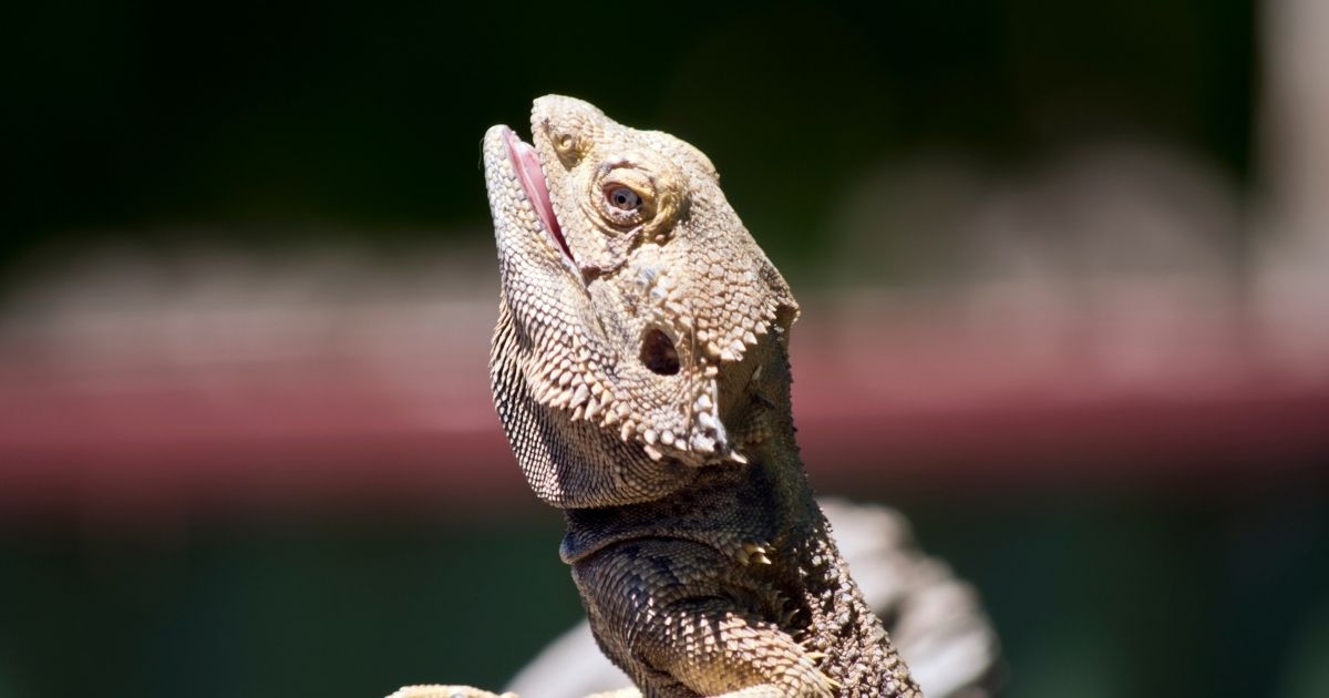 Picture of Myth: Bearded dragons are low-maintenance pets - Emily's Dragon Doodles