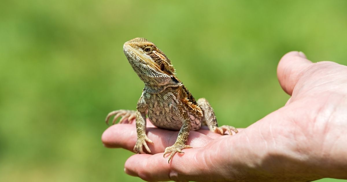 Image showcasing Myth: Bearded dragons are low-maintenance pets - Emily's Dragon Doodles