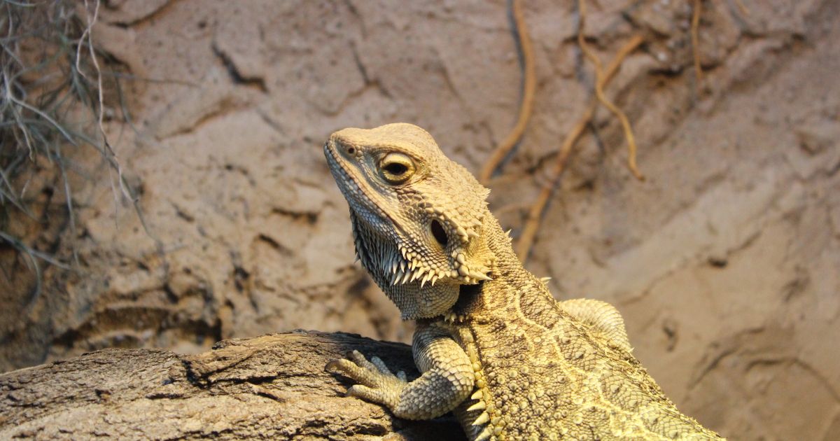 Myth Bearded dragons can hibernate or brumate without proper