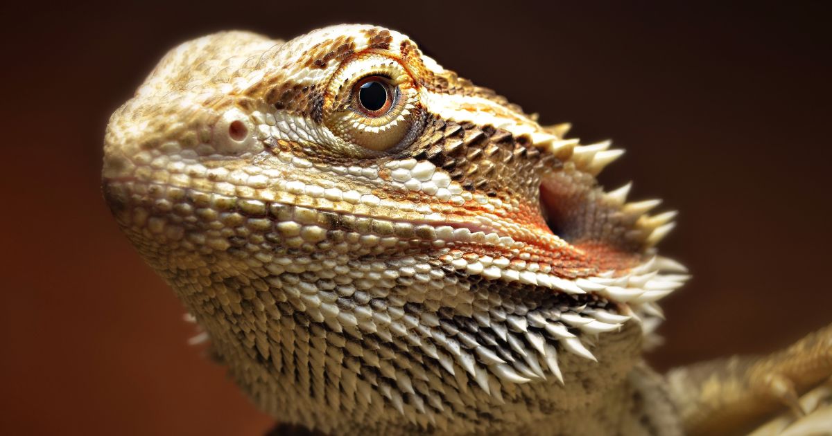 Angst Dragon Myth: Bearded Dragons Cannot Suffer from Stress or Anxiety - Emily's ...