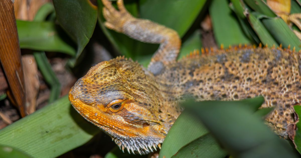 Myth Bearded Dragons Do Not Need A Large Enclosure Emilys Dragon Doodles 0913