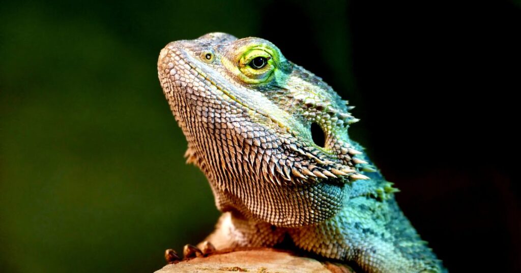 Bearded Dragon Behaviors