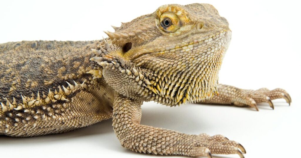 Bearded Dragon Behaviors