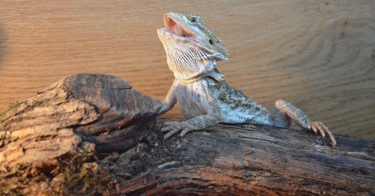 Bearded Dragon Behaviors