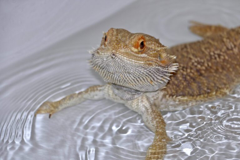 Bearded Dragon Dehydration and Hydration Issues