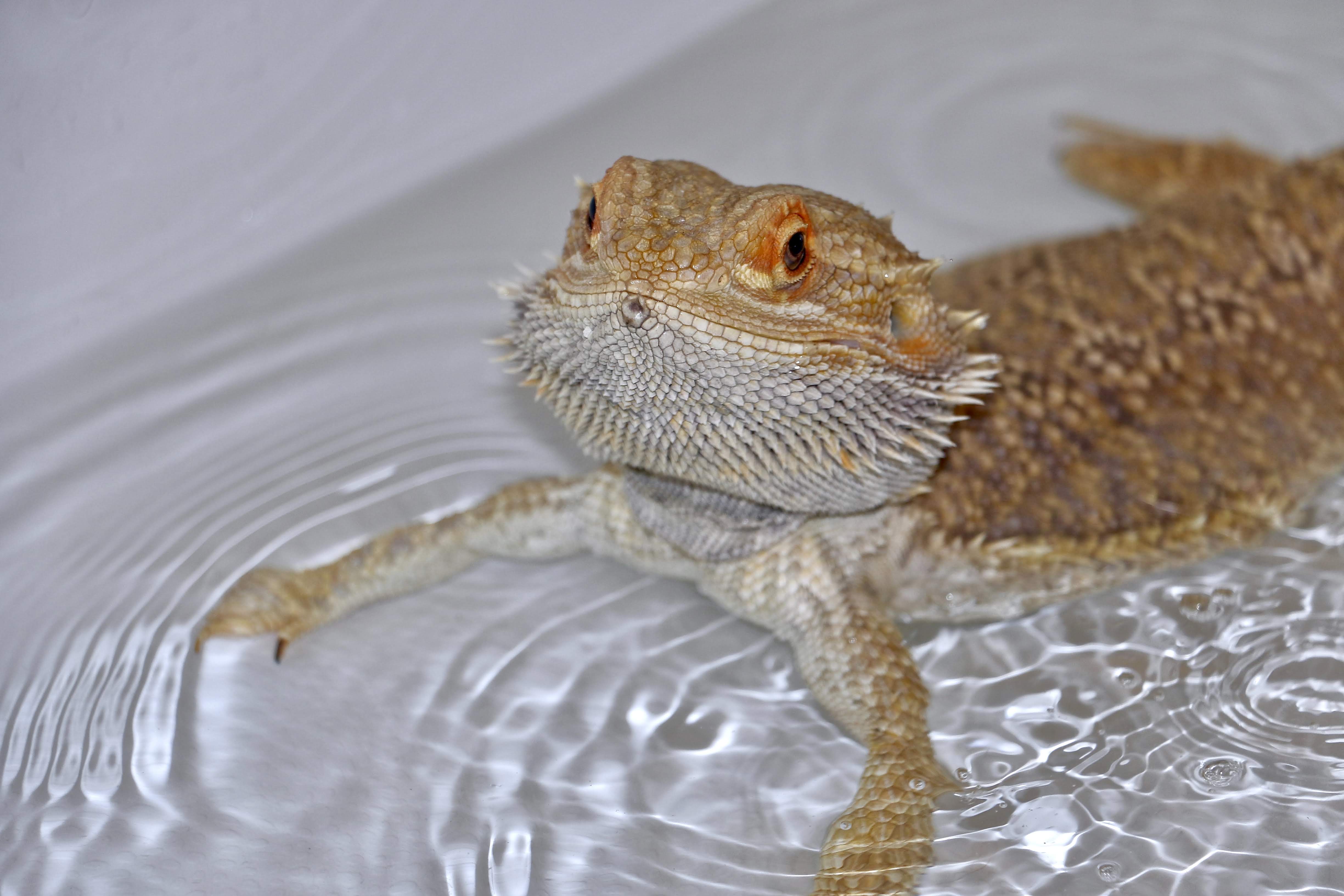 Bearded Dragon Dehydration