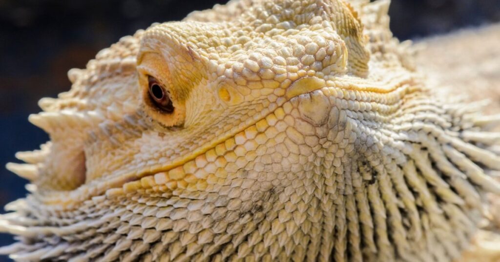 Bearded Dragon Dehydration