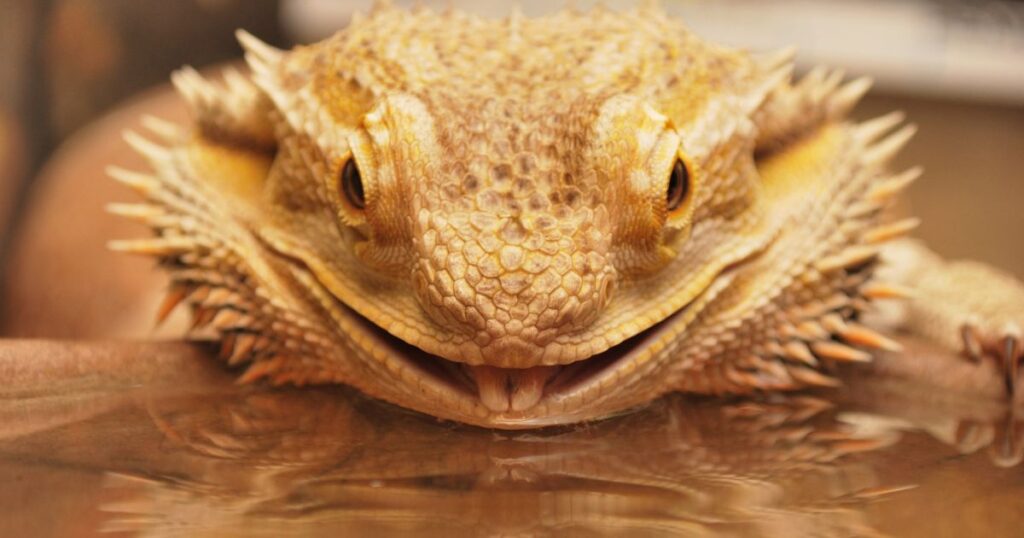 Bearded Dragon Dehydration