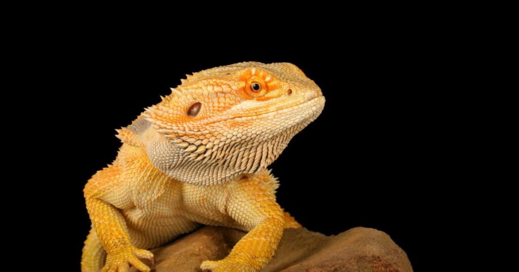 Bearded Dragon Diet