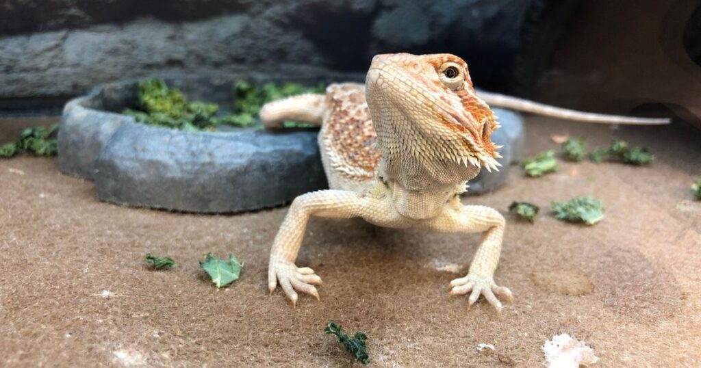 Bearded Dragon Diet