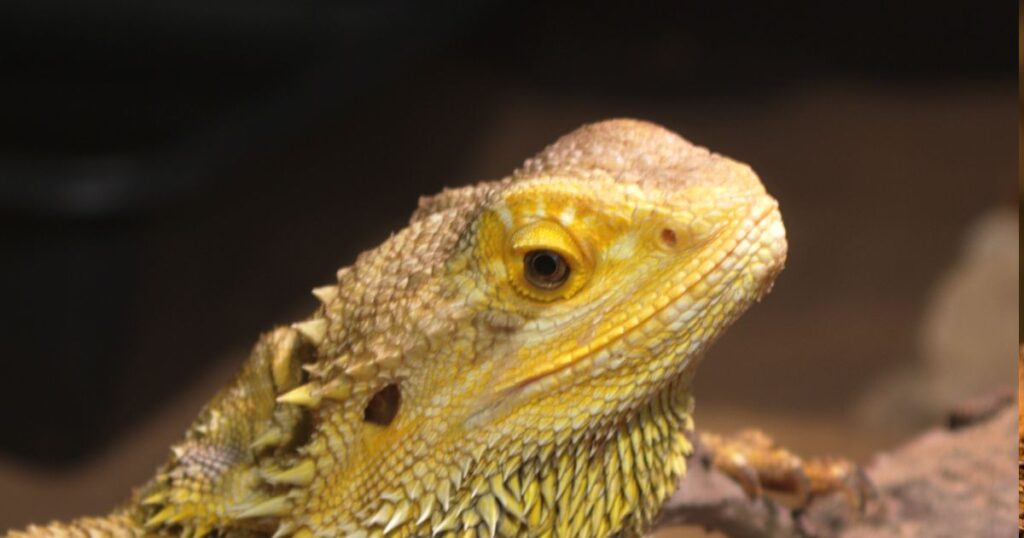 Bearded Dragon Diet