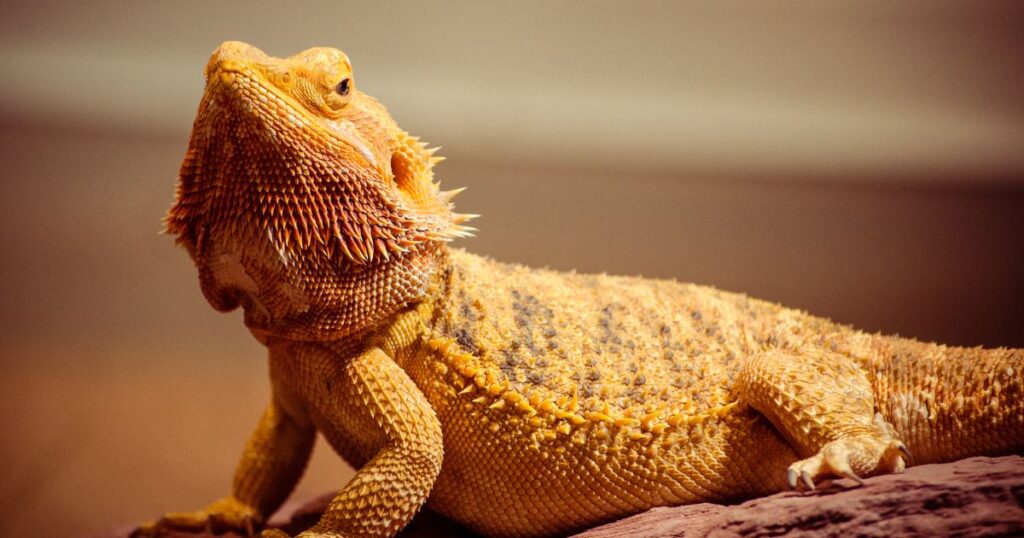 Bearded Dragon Diet Basics