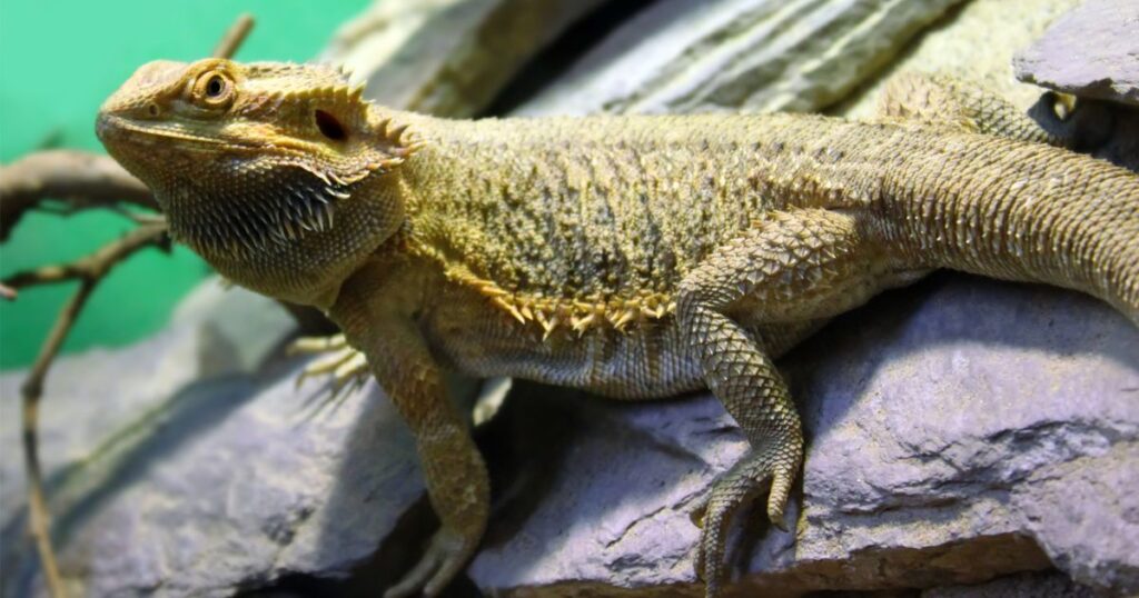 Bearded Dragon Diet Basics