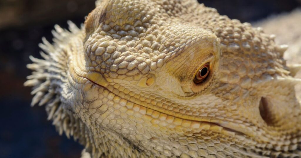 Bearded Dragon Diet Basics