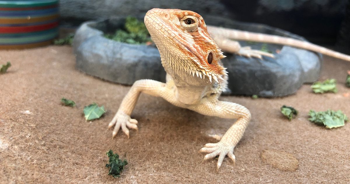 Bearded Dragon Diet Basics