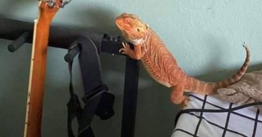 View of Bearded Dragon Obesity and Weight Management - Emily's Dragon Doodles