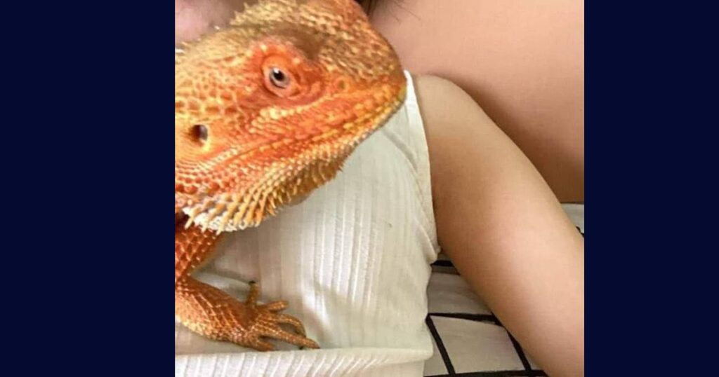 Bearded Dragon Emergency Care