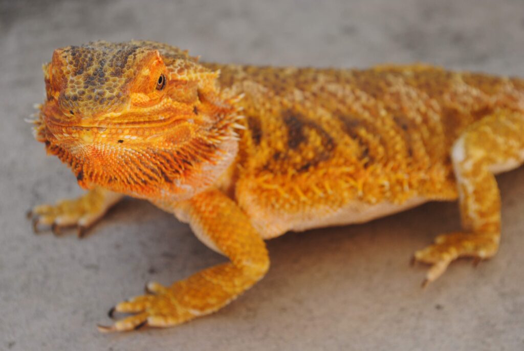 Bearded Dragon Emergency Care