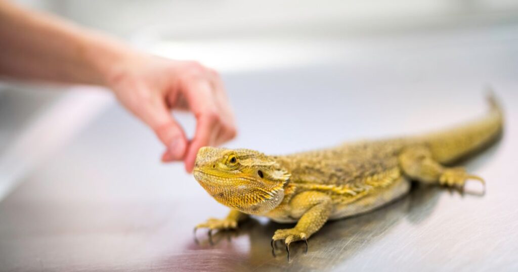 Bearded Dragon Health Issues