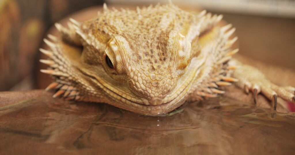 Bearded Dragon Health Issues