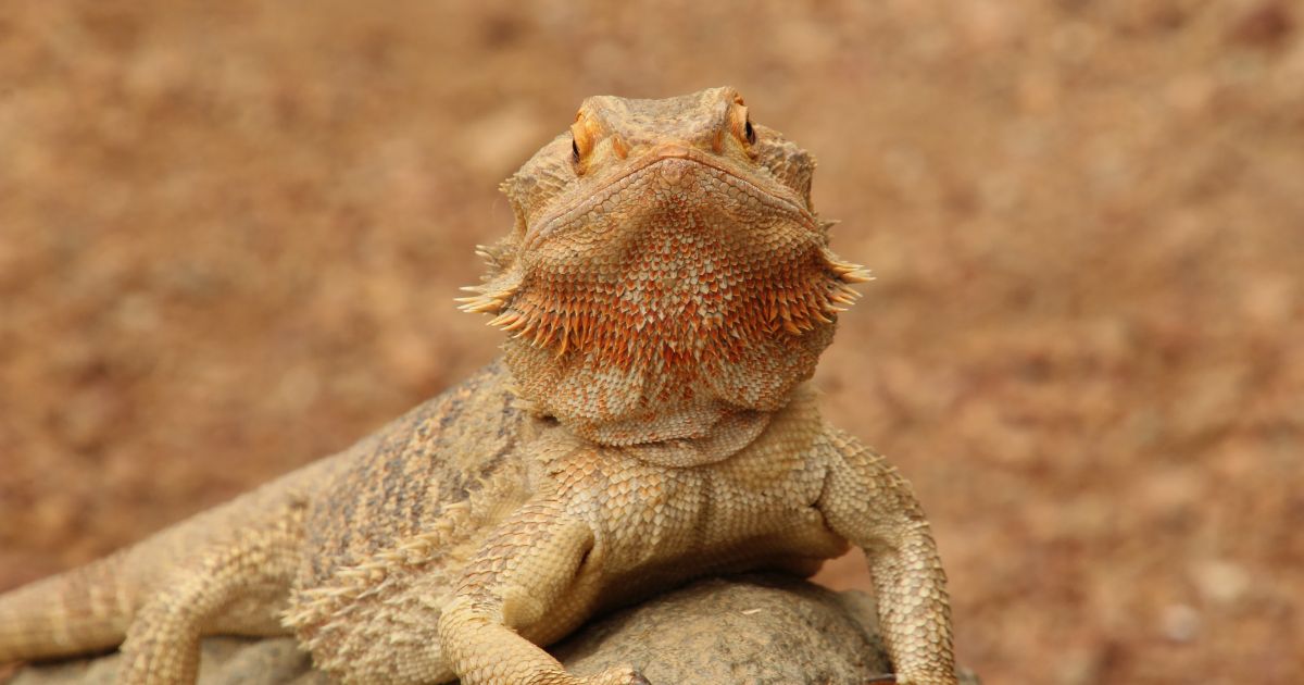 Bearded Dragon Health Issues Emily s Dragon Doodles bearded-dragon-health-issues-emily-s-dragon-doodles