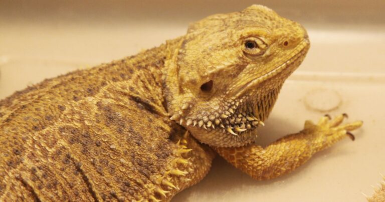 Bearded Dragon Obesity and Weight Management