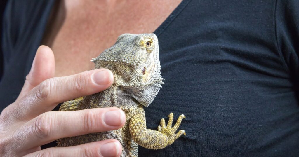 Bearded dragon reproductive disease