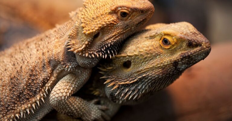 Bearded Dragon Reproductive Disease and Concerns