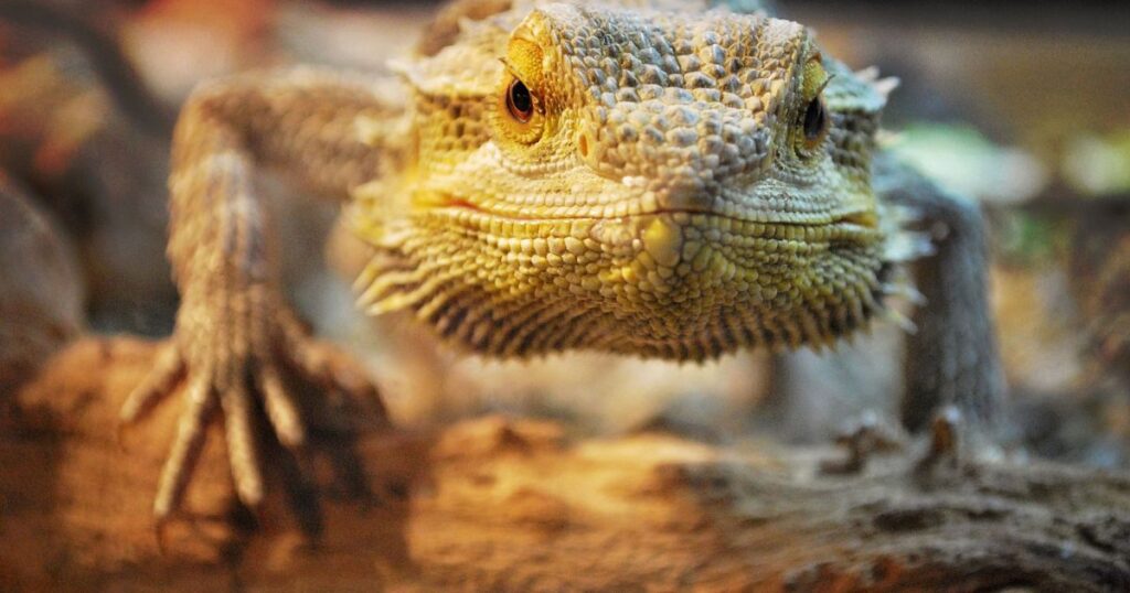 Bearded Dragon Respiratory Health