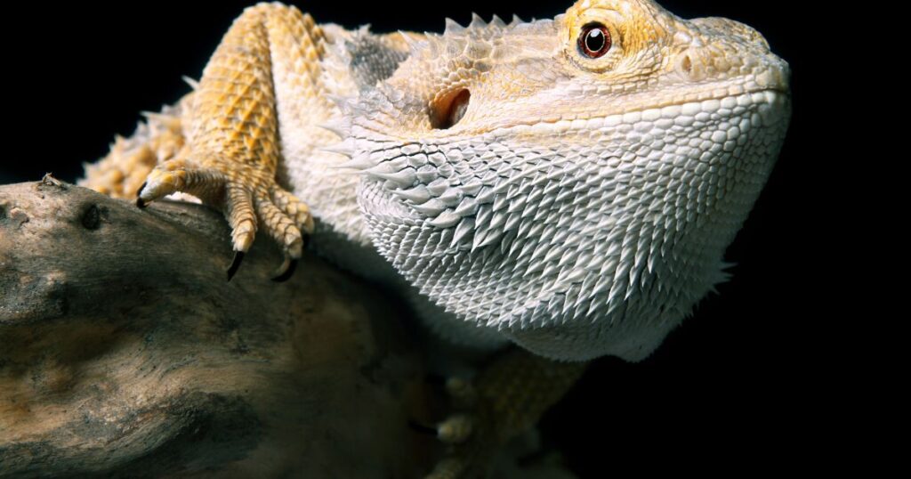 Bearded Dragon Respiratory Health