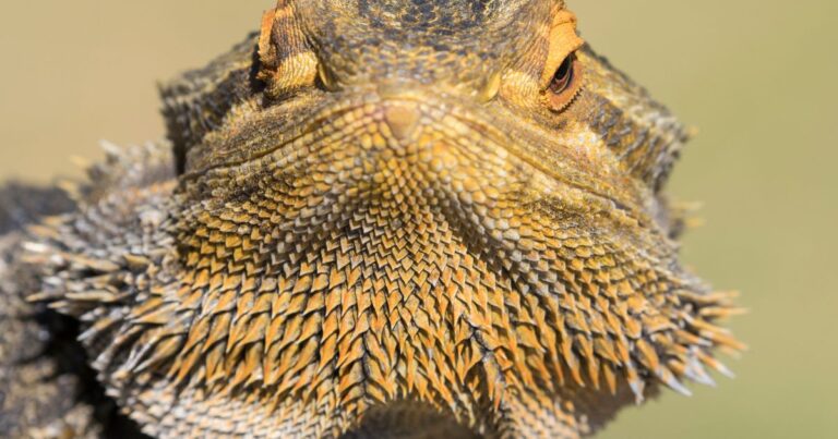 Bearded Dragon Respiratory Health: A Breath of Fresh Air for Your Scaly Friend