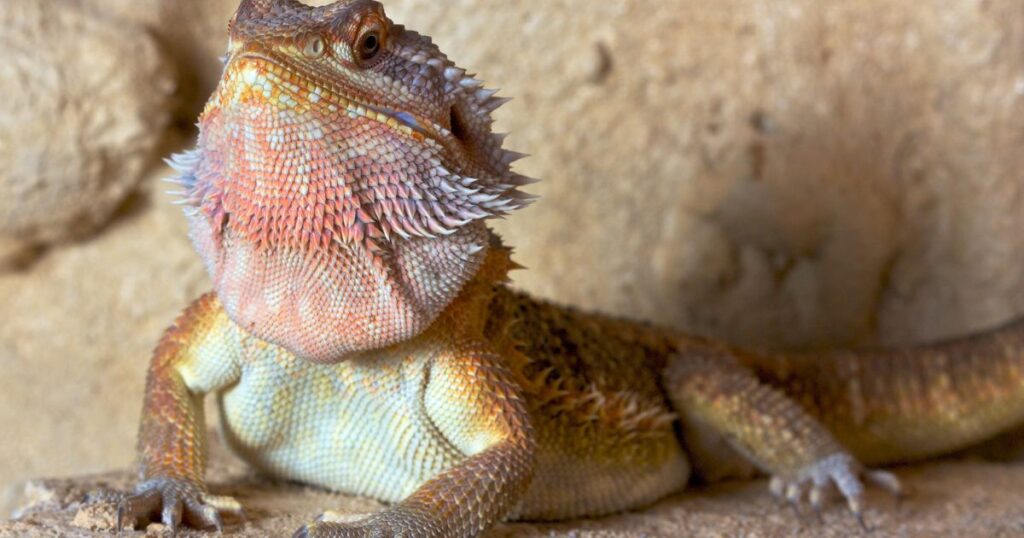 Bearded Dragon Shedding