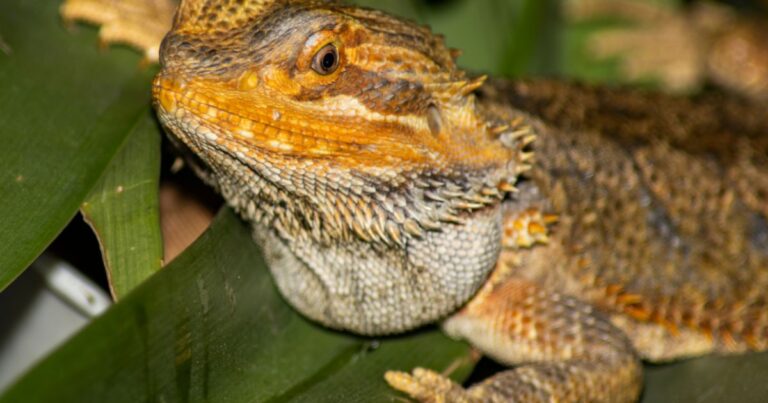 Bearded Dragon Shedding Problems and Skin Conditions