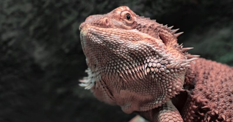 Parasites in Bearded Dragons: Identification and Treatment - Emily's ...