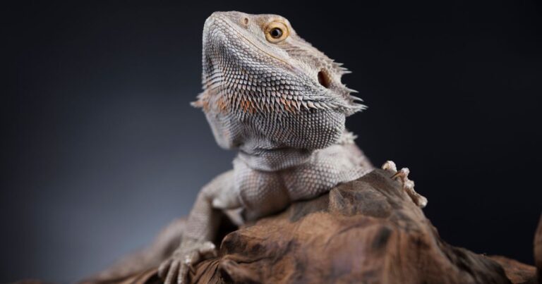Bearded Dragon Thermal Burns and Heat-Related Injuries