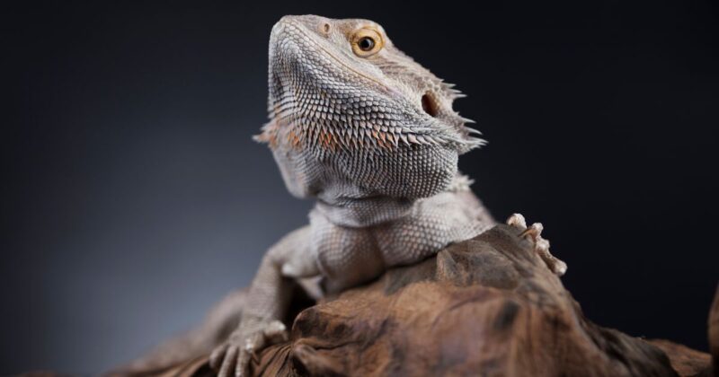 Parasites in Bearded Dragons: Identification and Treatment - Emily's ...