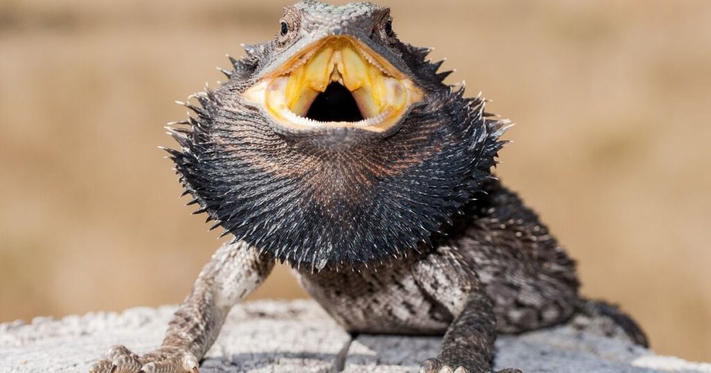 Bearded Dragons are Aggressive