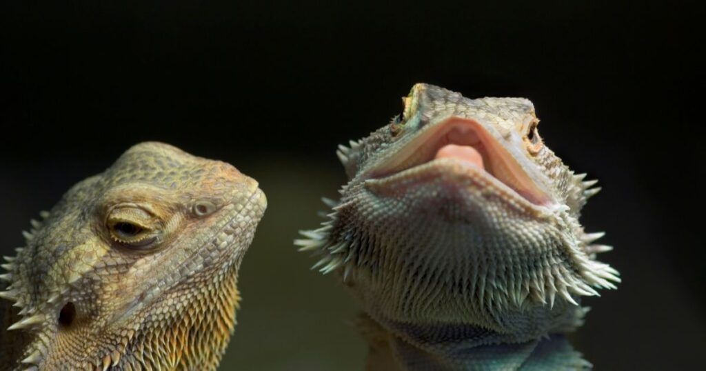 Bearded Dragons are Aggressive